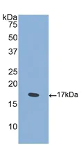 Western blot - Anti-Semaphorin 4D/CD100 antibody (AB231961)
