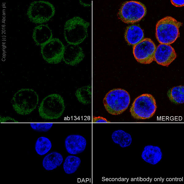 Immunocytochemistry/ Immunofluorescence - Anti-Semaphorin 4D/CD100 antibody [EP3569] (AB134128)