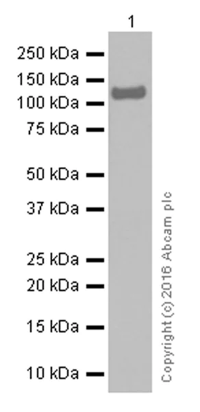 Western blot - Anti-Semaphorin 4D/CD100 antibody [EP3569] (AB134128)