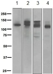 Western blot - Anti-Semaphorin 4D/CD100 antibody [EP3569] (AB134128)