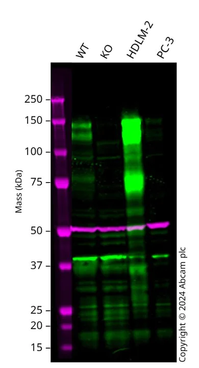 Western blot - Anti-Semaphorin 4D/CD100 antibody [EP3569] (AB134128)