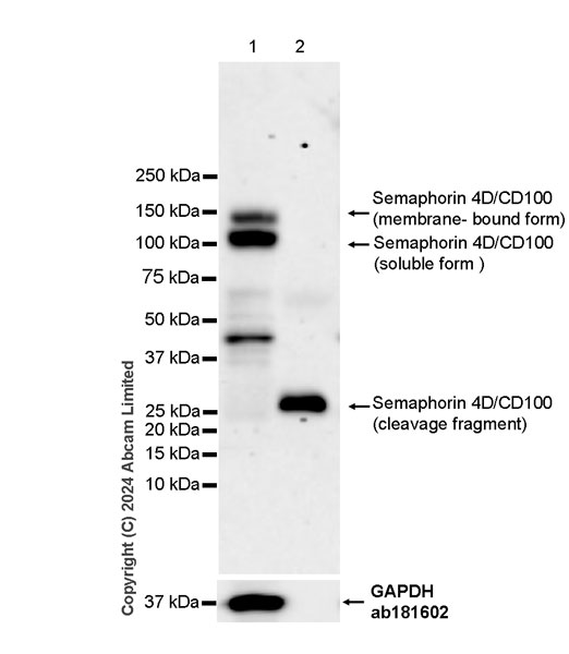 Western blot - Anti-Semaphorin 4D/CD100 antibody [EPR26247-28] (AB320634), expandable thumbnail