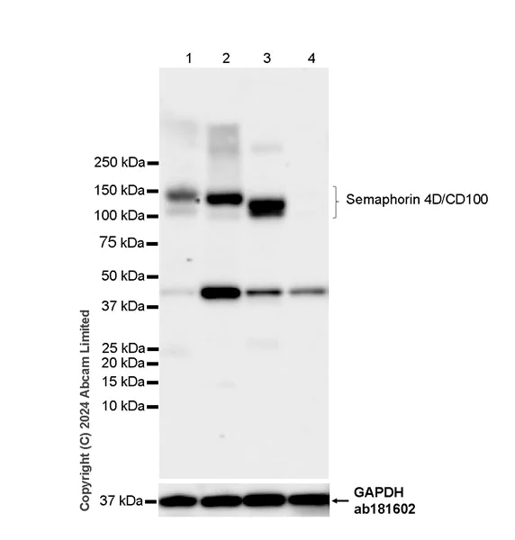 Western blot - Anti-Semaphorin 4D/CD100 antibody [EPR26247-28] - BSA and Azide free (AB320635)
