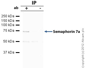 Immunoprecipitation - Anti-Semaphorin 7a antibody (AB23578)