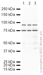 Western blot - Anti-Semaphorin 7a antibody (AB23578)