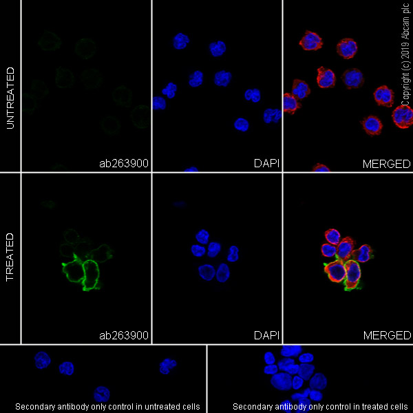 Immunocytochemistry/ Immunofluorescence - Anti-Semaphorin 7a antibody [EPR22644-316] (AB263900), expandable thumbnail