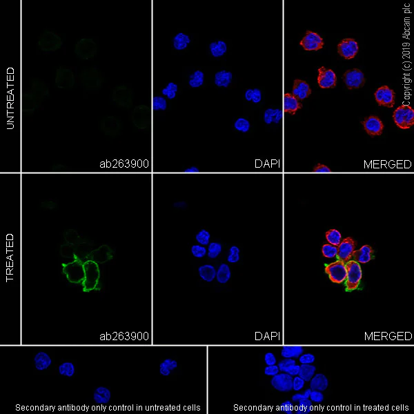 Immunocytochemistry/ Immunofluorescence - Anti-Semaphorin 7a antibody [EPR22644-316] (AB263900)