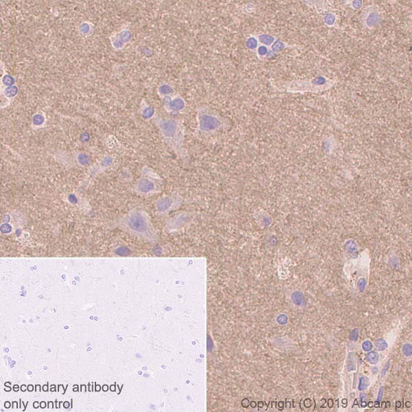 Immunohistochemistry (Formalin/PFA-fixed paraffin-embedded sections) - Anti-Semaphorin 7a antibody [EPR22644-316] (AB263900), expandable thumbnail