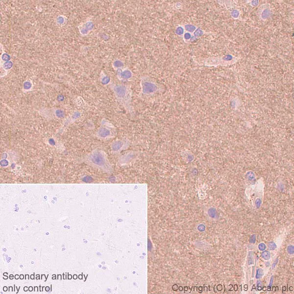 Immunohistochemistry (Formalin/PFA-fixed paraffin-embedded sections) - Anti-Semaphorin 7a antibody [EPR22644-316] (AB263900)