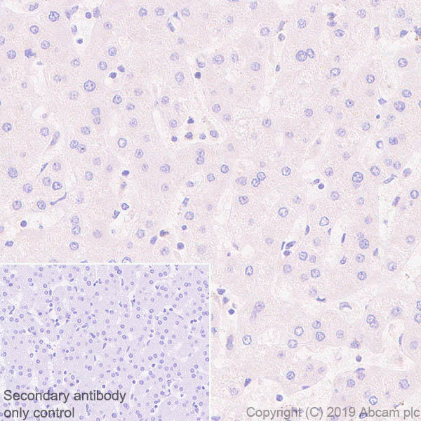 Immunohistochemistry (Formalin/PFA-fixed paraffin-embedded sections) - Anti-Semaphorin 7a antibody [EPR22644-316] (AB263900), expandable thumbnail