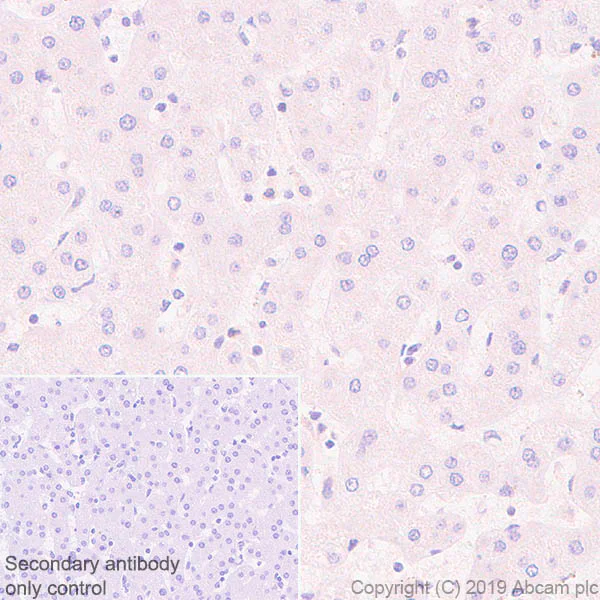 Immunohistochemistry (Formalin/PFA-fixed paraffin-embedded sections) - Anti-Semaphorin 7a antibody [EPR22644-316] (AB263900)