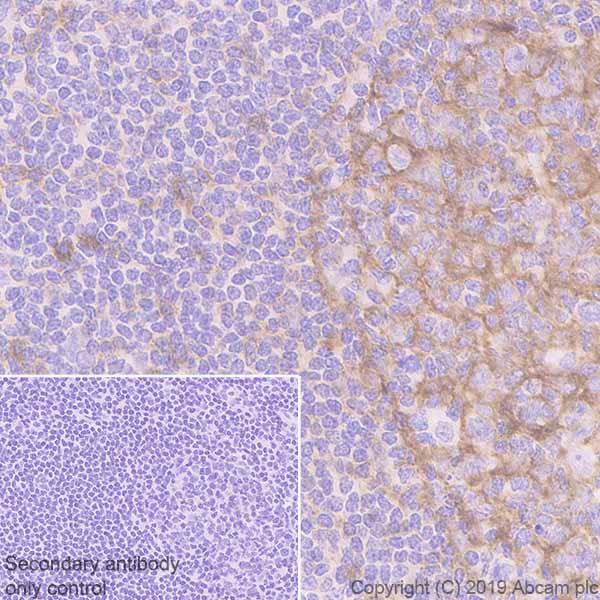 Immunohistochemistry (Formalin/PFA-fixed paraffin-embedded sections) - Anti-Semaphorin 7a antibody [EPR22644-316] (AB263900), expandable thumbnail