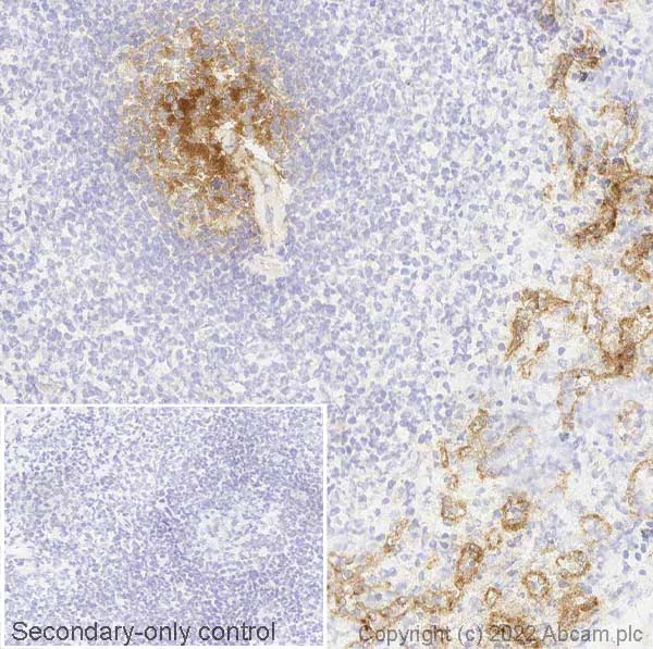 Immunohistochemistry (Frozen sections) - Anti-Semaphorin 7a antibody [EPR22644-316] (AB263900)