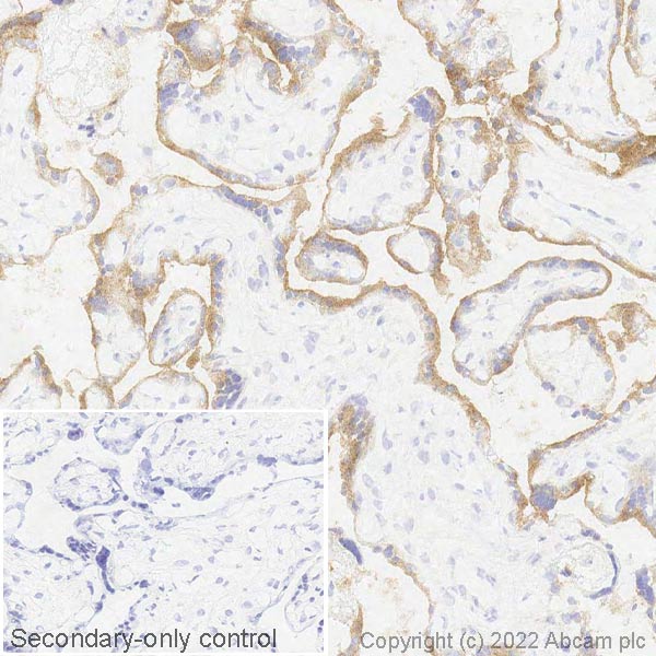 Immunohistochemistry (Frozen sections) - Anti-Semaphorin 7a antibody [EPR22644-316] (ab263900), expandable thumbnail