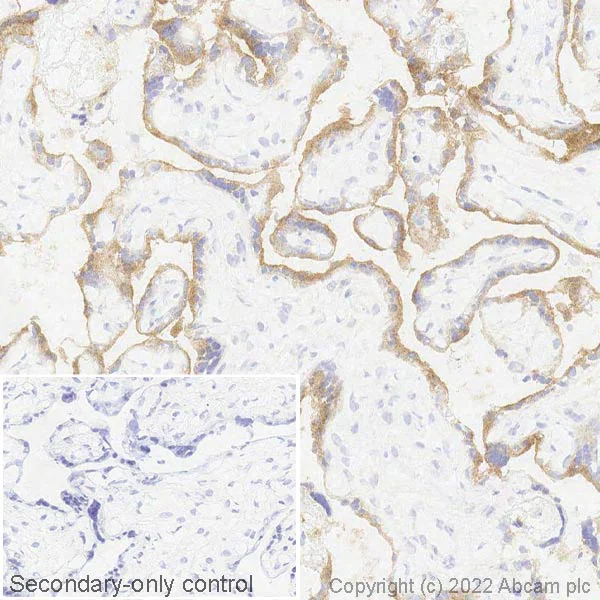 Immunohistochemistry (Frozen sections) - Anti-Semaphorin 7a antibody [EPR22644-316] (AB263900)