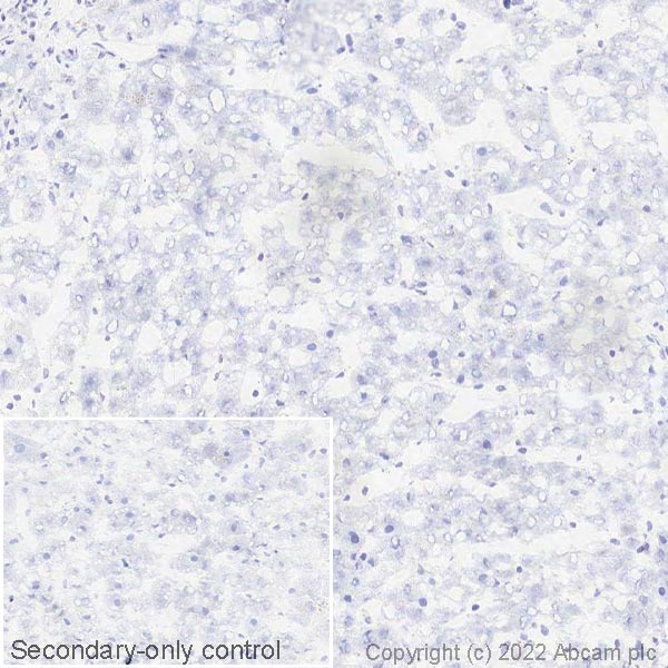Immunohistochemistry (Frozen sections) - Anti-Semaphorin 7a antibody [EPR22644-316] (ab263900), expandable thumbnail