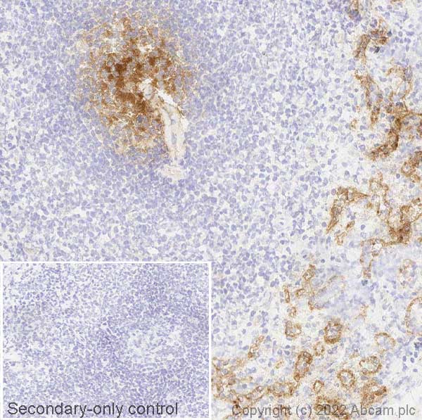 Immunohistochemistry (Frozen sections) - Anti-Semaphorin 7a antibody [EPR22644-316] - BSA and Azide free (AB267399)