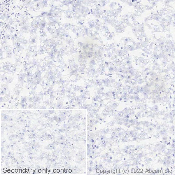 Immunohistochemistry (Frozen sections) - Anti-Semaphorin 7a antibody [EPR22644-316] - BSA and Azide free (AB267399)