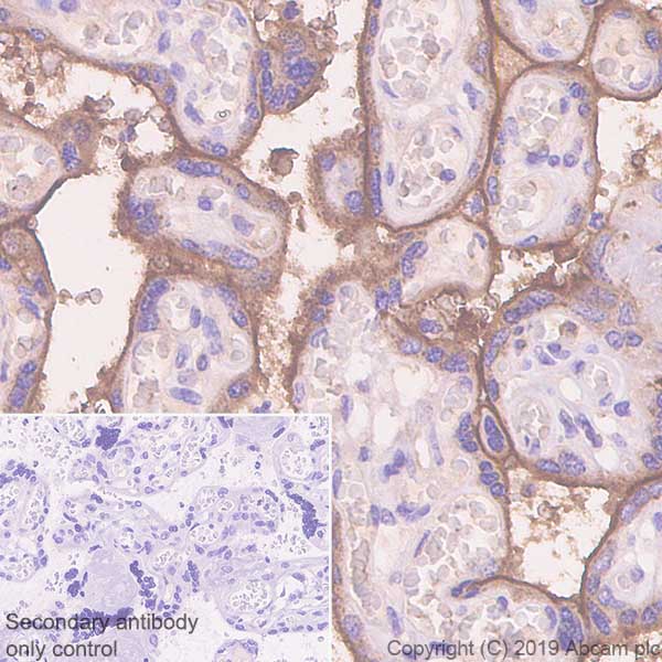 Immunohistochemistry (Formalin/PFA-fixed paraffin-embedded sections) - Anti-Semaphorin 7a antibody [EPR22644-79] (AB255602), expandable thumbnail