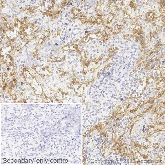 Immunohistochemistry (Frozen sections) - Anti-Semaphorin 7a antibody [EPR22644-79] (AB255602)