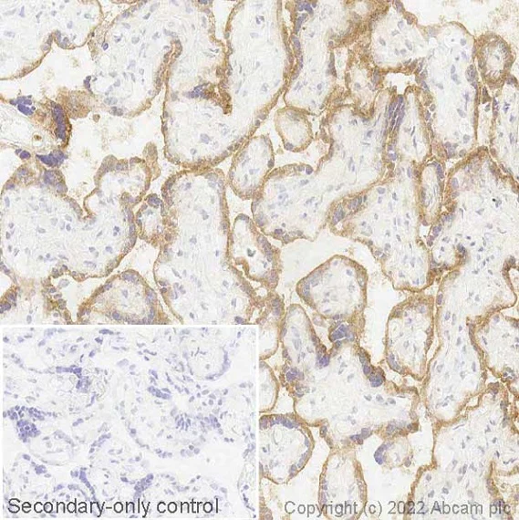 Immunohistochemistry (Frozen sections) - Anti-Semaphorin 7a antibody [EPR22644-79] (AB255602)