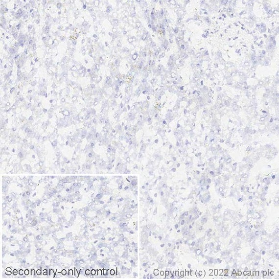 Immunohistochemistry (Frozen sections) - Anti-Semaphorin 7a antibody [EPR22644-79] (ab255602), expandable thumbnail