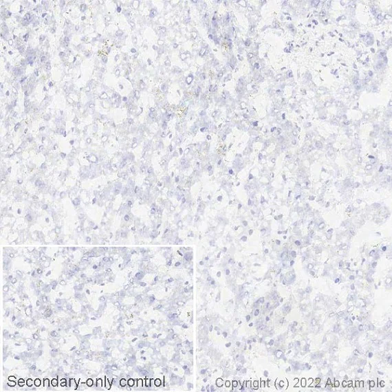 Immunohistochemistry (Frozen sections) - Anti-Semaphorin 7a antibody [EPR22644-79] (AB255602)