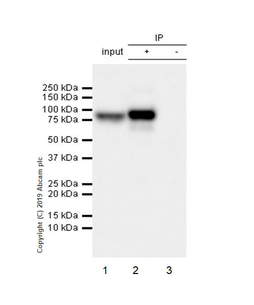 Immunoprecipitation - Anti-Semaphorin 7a antibody [EPR22644-79] (AB255602), expandable thumbnail