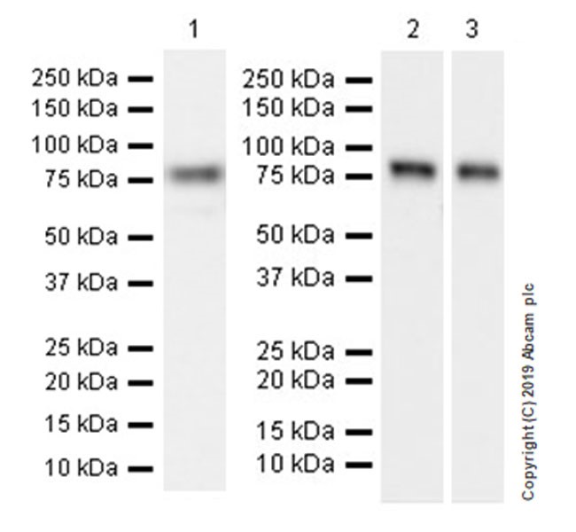 Western blot - Anti-Semaphorin 7a antibody [EPR22644-79] (AB255602), expandable thumbnail
