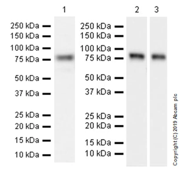 Western blot - Anti-Semaphorin 7a antibody [EPR22644-79] (AB255602)