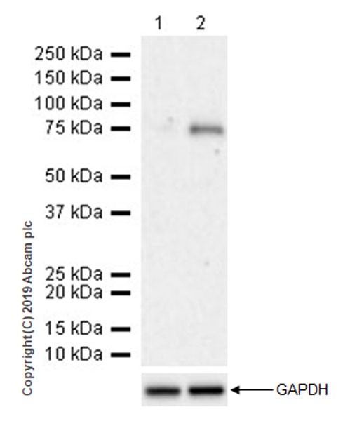 Western blot - Anti-Semaphorin 7a antibody [EPR22644-79] (AB255602), expandable thumbnail