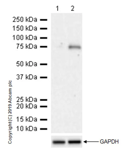 Western blot - Anti-Semaphorin 7a antibody [EPR22644-79] (AB255602)