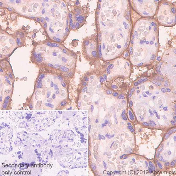 Immunohistochemistry (Formalin/PFA-fixed paraffin-embedded sections) - Anti-Semaphorin 7a antibody [EPR22644-79] - BSA and Azide free (AB256812)