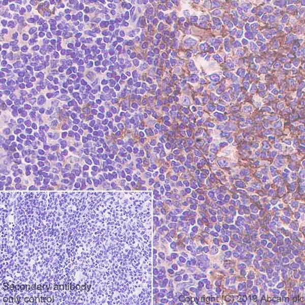 Immunohistochemistry (Formalin/PFA-fixed paraffin-embedded sections) - Anti-Semaphorin 7a antibody [EPR22644-79] - BSA and Azide free (AB256812)