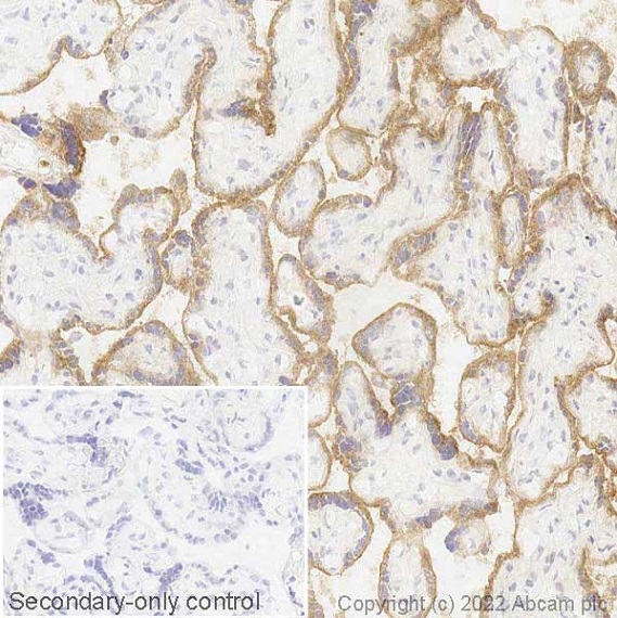 Immunohistochemistry (Frozen sections) - Anti-Semaphorin 7a antibody [EPR22644-79] - BSA and Azide free (AB256812)