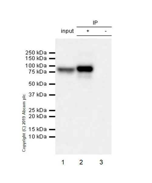 Immunoprecipitation - Anti-Semaphorin 7a antibody [EPR22644-79] - BSA and Azide free (AB256812)