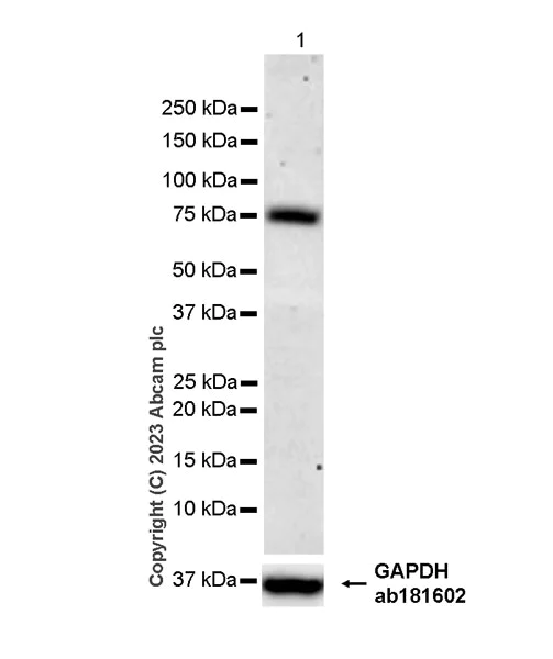 Western blot - Anti-Semaphorin 7a antibody [EPR27098-35] - BSA and Azide free (AB308255)