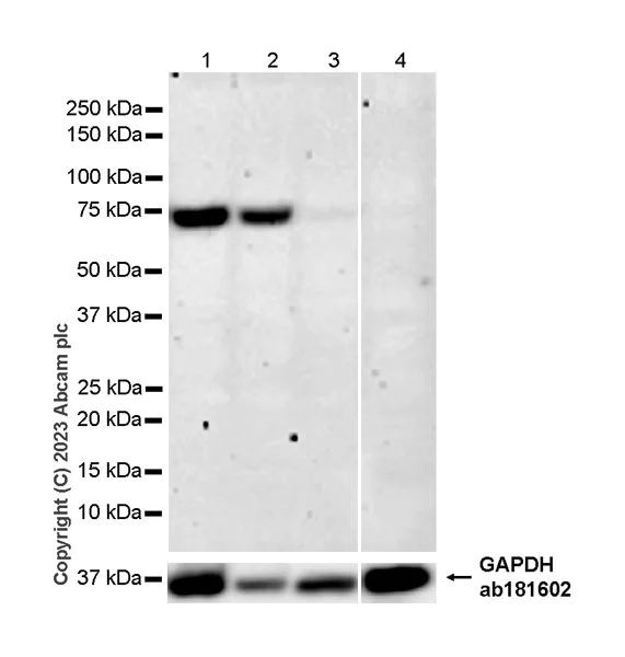 Western blot - Anti-Semaphorin 7a antibody [EPR27098-35] - BSA and Azide free (AB308255)