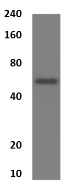 Western blot - Anti-Semaphorin 7a antibody [MM0537-99D22] (AB90242)