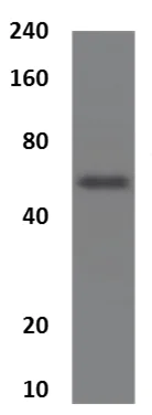 Western blot - Anti-Semaphorin 7a antibody [MM0537-99D22] (AB90242)