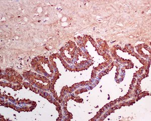 Immunohistochemistry (Formalin/PFA-fixed paraffin-embedded sections) - Anti-Semenogelin I antibody [EPR3675(2)] - BSA and Azide free (AB248877)