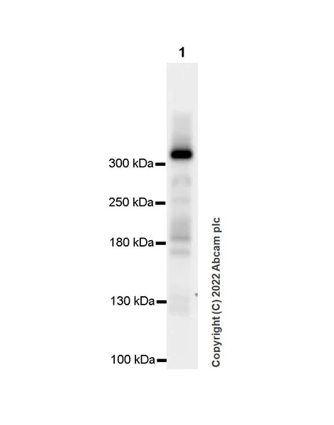 Western blot - Anti-Senataxin antibody [EPR24137-74] - BSA and Azide free (AB300440)