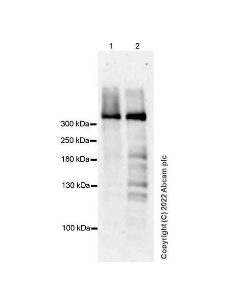 Western blot - Anti-Senataxin antibody [EPR24137-74] - BSA and Azide free (AB300440)