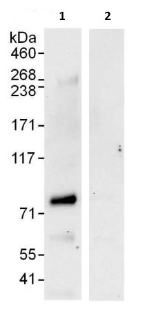 Immunoprecipitation - Anti-SENP1 antibody (AB225887)