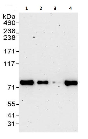 Western blot - Anti-SENP1 antibody (AB225887)