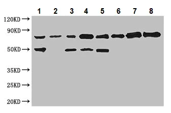 Western blot - Anti-SENP1 antibody (AB236094)