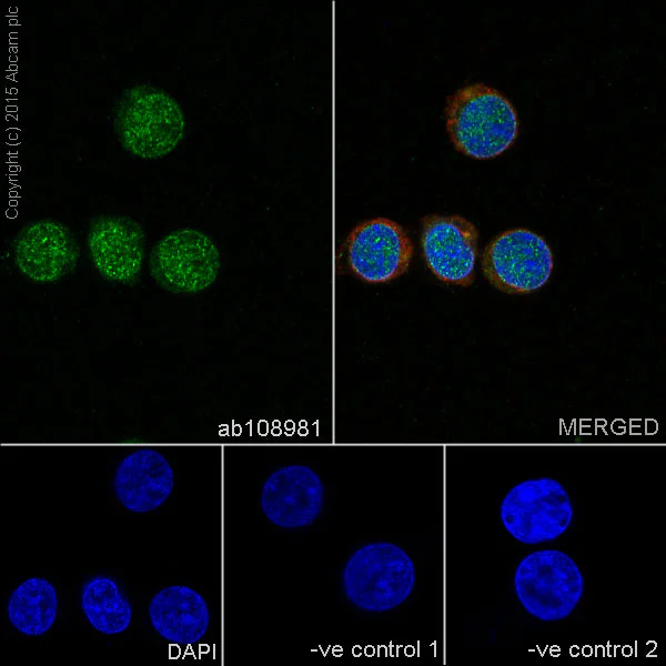 Immunocytochemistry/ Immunofluorescence - Anti-SENP1 antibody [EPR3844] (AB108981)