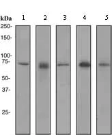 Western blot - Anti-SENP1 antibody [EPR3844] (AB108981)
