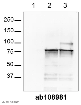 Western blot - Anti-SENP1 antibody [EPR3844] (AB108981)