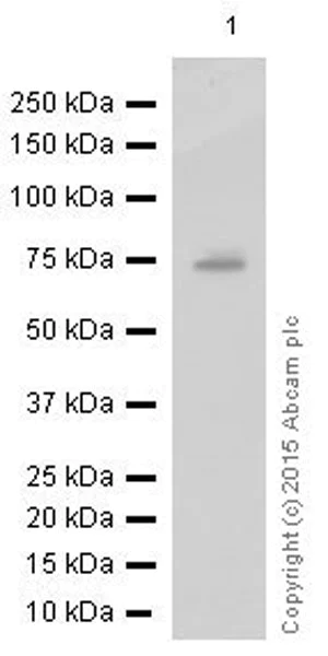 Western blot - Anti-SENP1 antibody [EPR3844] (AB108981)